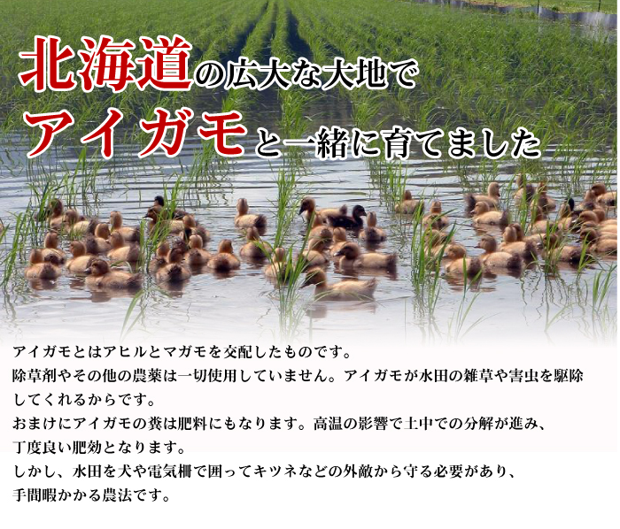 無農薬栽培アイガモ農法 北海道の無農薬・減農薬米、道産野菜はファームキトラ☆