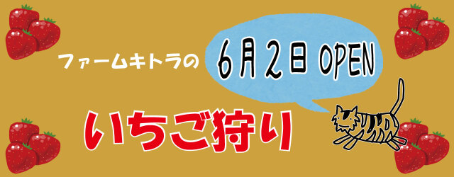 ファームキトラのいちご狩り