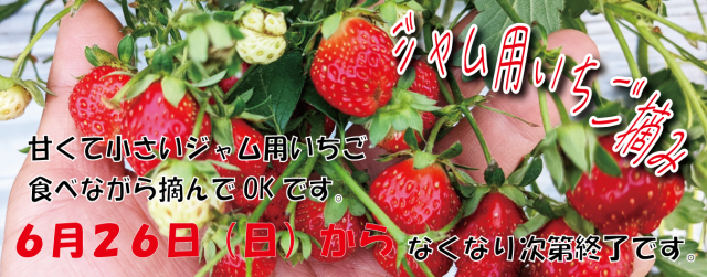 いちご狩り